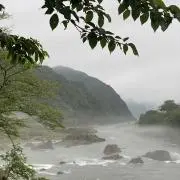 カメ