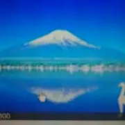 キャンベルの画像