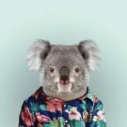 こあら