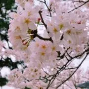 シャチ