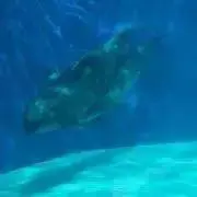 うみみかん✩.*˚
