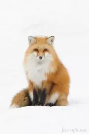 いつきの画像