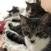 かめの画像