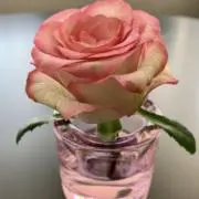 Liebeの画像