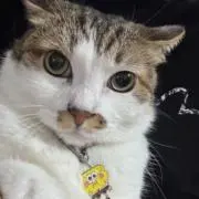 チン