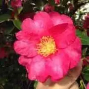 クロワッサンの画像