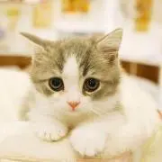 あや
