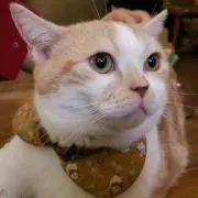 みやこ