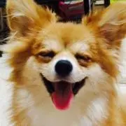 ボブ