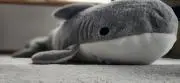 シャーク