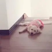 くまたんの画像