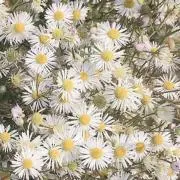 akiまま★⭐︎フォロー割あります❣️の画像