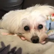 Bichon