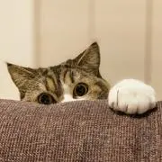 値下げ依頼歓迎の画像