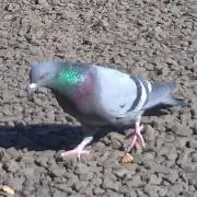 ありんこの画像