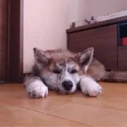 貧食の恐王の画像