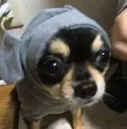 ちょこの画像
