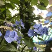 ucup＊の画像