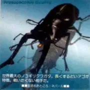 Giraffa《初期ギラファ探し中》