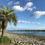 キャノラー油の画像