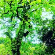 ヒーハーの画像