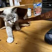 オノマトペの画像