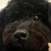 ぐぅ。の画像
