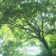 にゃむの画像