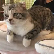 ハンドメイド作家キャルト
