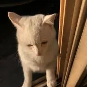 みるく