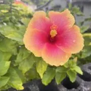 pikumin