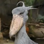ほおずきの画像