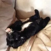 まそまその画像