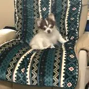 ぴーちゃん