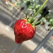 かみむんの画像