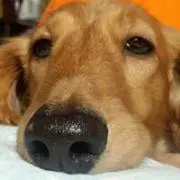 Rico