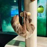 のあ