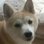 こての画像