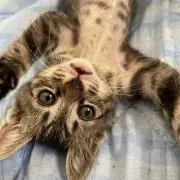 にゃんずฅ•ω•ฅ