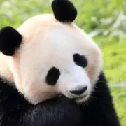 工房 大熊猫堂の画像