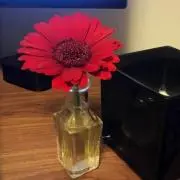 Gerbera♡