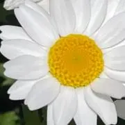 ののか花の画像