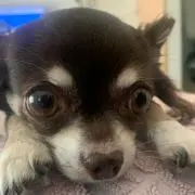 ある