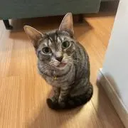 たいの画像
