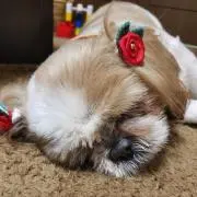 桃