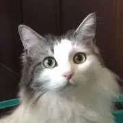 シュシュ