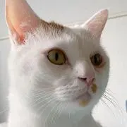 熊しーの画像