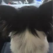 Raaa