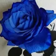 かれん（プロフ読まずに買わないで下さい）の画像