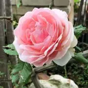 CAZW3の画像